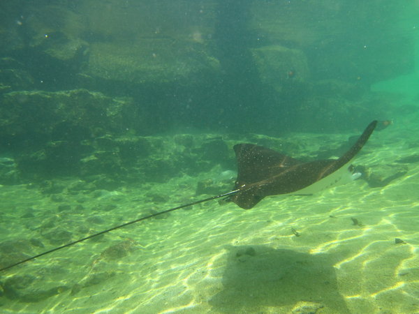 this one is taken while snorkeling in the "pool"!