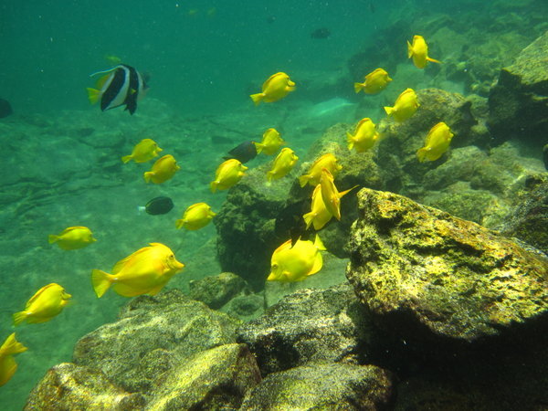 another taken while snorkeling...