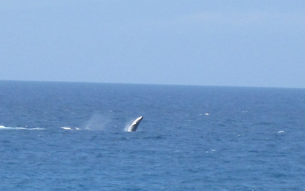 cub humpback whale breaching...while I play golf! Amazing!