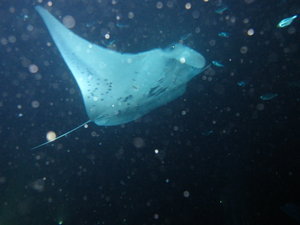 not easy to have a clear pic on a night dive!