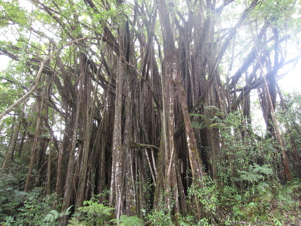 Banyan tree at Akaka Falls