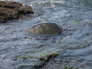 turtle at the beah in Hilo