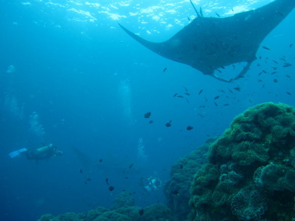 This is THE PIC...check it...a manta AND a whale shark in the same shot!!!