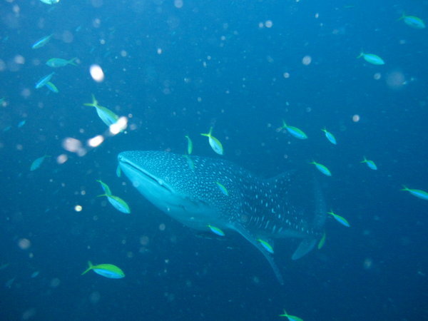 ...second whaleshark..coming at me!