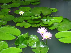 little lotus pond of our villa...