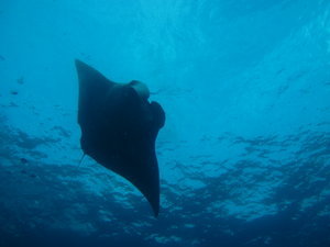first manta ray...5 minutes in the dive!