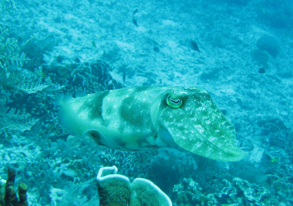 cuttle fish on first dive