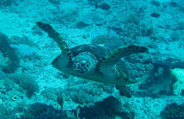another turtle...on average, at least 4 per dive