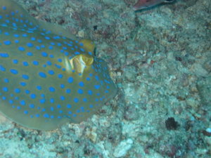 blue spotted ray sleeping....do not disturb!