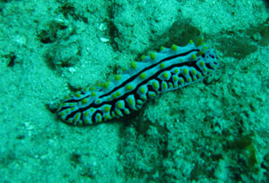 nudibranch...I need to set up my macro mode and you'll have a lot more of them!
