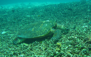 turtle feeding on dead coral