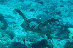 another turtle...on average, at least 4 per dive