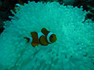 last one of Nemo!