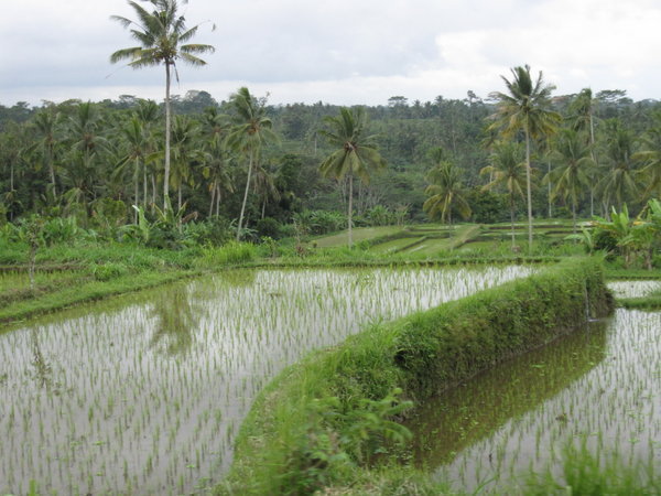 paddy fields near Ubud