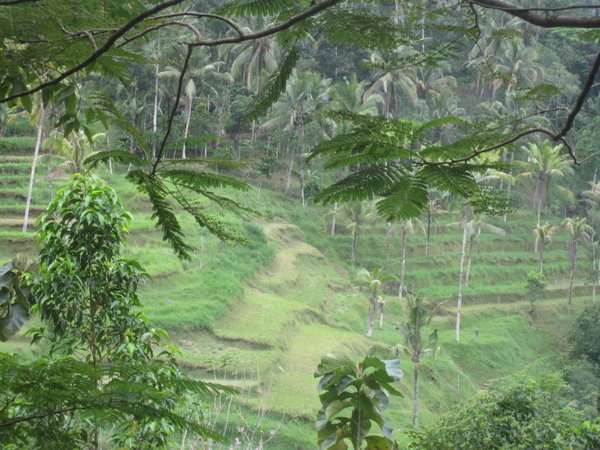 The Ayung Valley