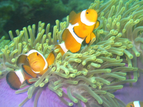 Nemo...diving in Perhentian!