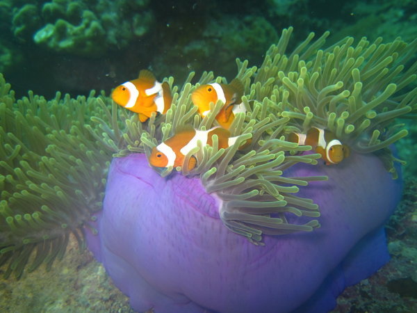Nemo's family!