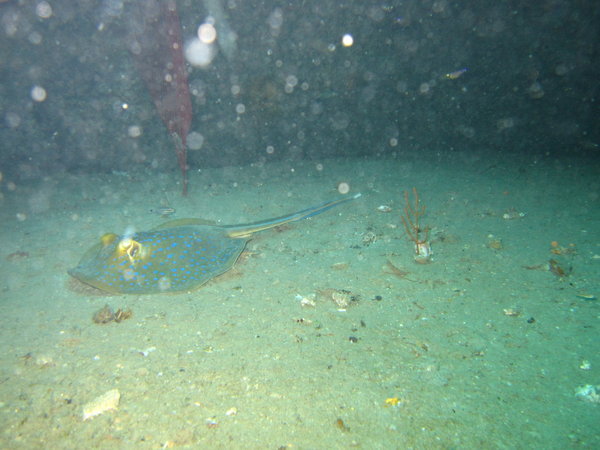 blue spotted ray in a very narrow swim-through
