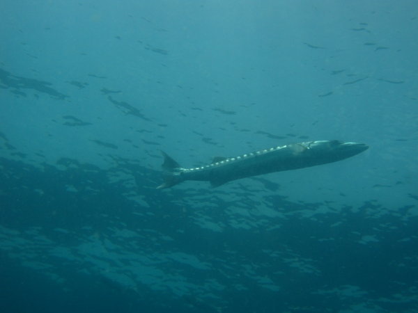 barracuda hunting