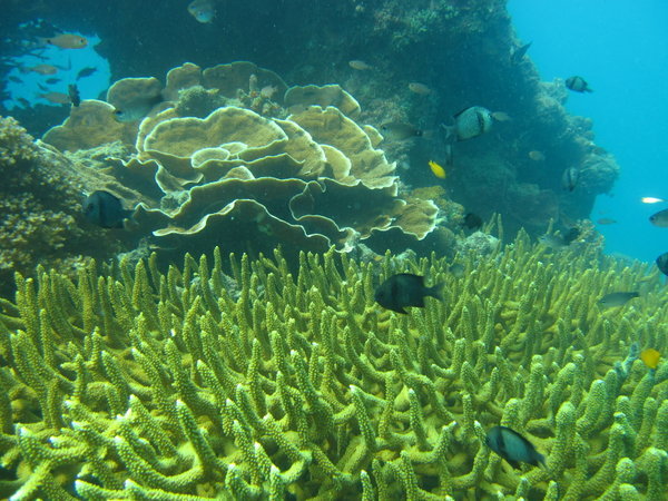 hard corals