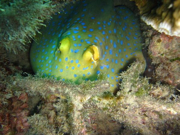blue spotted ray hiding!