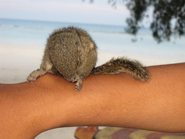 squirrel on the beach