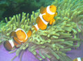 Nemo...diving in Perhentian!