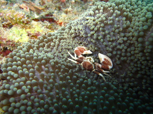 fun little crab playing in Nemo's house!