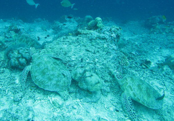 3 turtles on the same pic...just to give you an idea of how many we saw at Barracuda Point