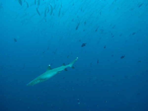 White tip shark and the barracuda school