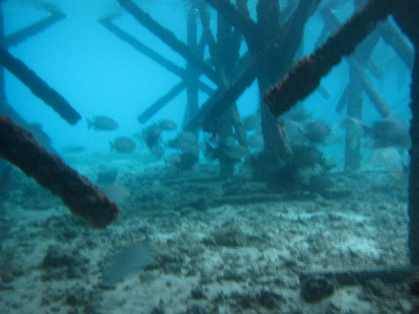 diving below the diving center at Kapalai