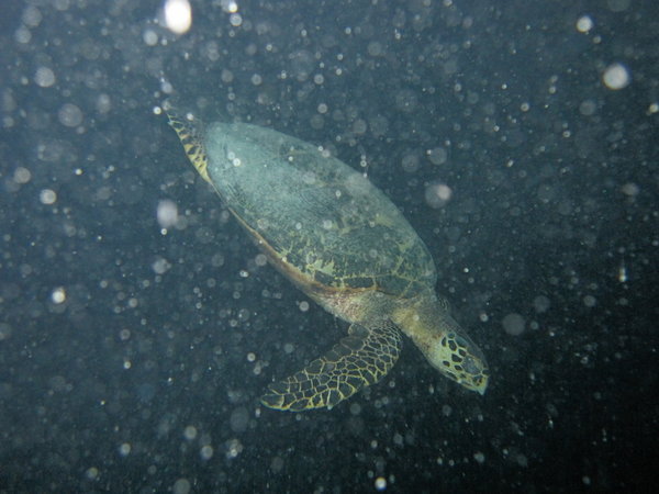 night dive...saw two turtles, and a massive barracuda