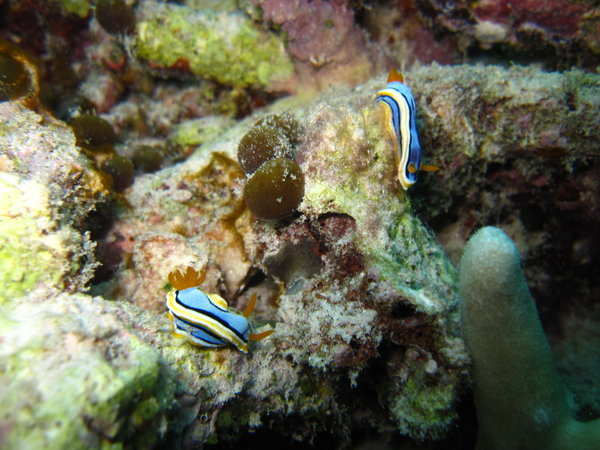 nudibranch couple!