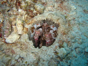 giant mantis shrimp