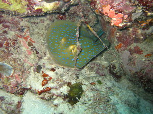 blue spotted ray hidding...these are very shy!