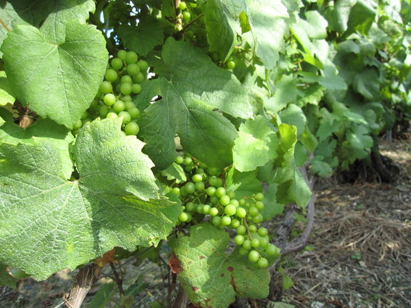 chardonnay grappes in Cuis