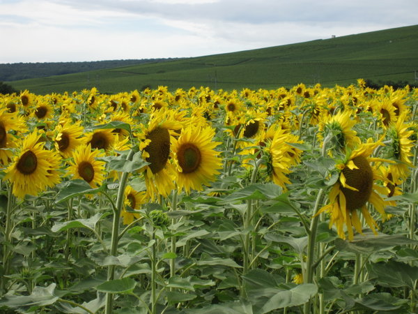 Sunflowers near the village of Ay