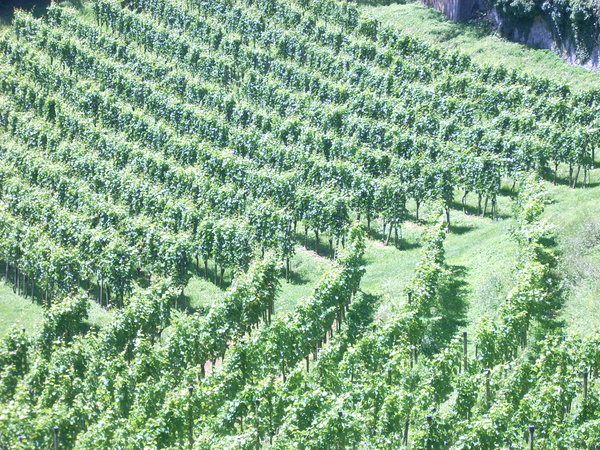 Vineyards around Balzers
