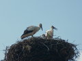 storks...the image of the region...