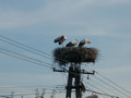 each village as few storks nests around