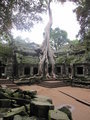 Ta Prohm without the crowds...cool!