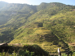 rice terraces