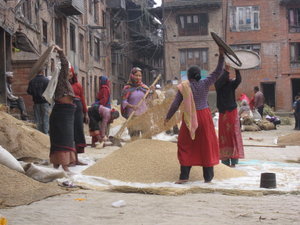 Tending the rice in Bhaktapur