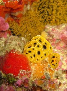 nudibranch (the yellow ones)
