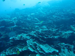 a lot of great hard corals