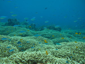 more hard coral fields