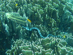 sea snake...on of the most venimous creature on earth...well, actually below water!