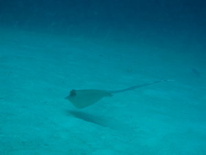 little blue spotted ray