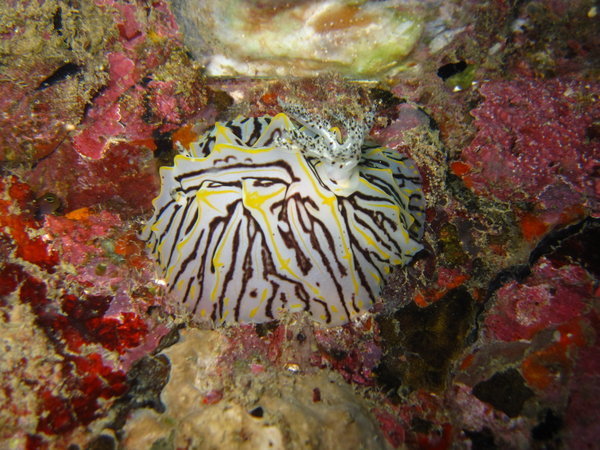 a huge nudibranch