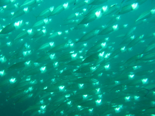 fishes feeding just above Le Faon wreck